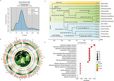 Chromosome-scale genome assembly of Codonopsis pilosula and comparative genomic analyses shed light on its genome evolution